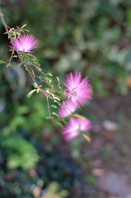 今年最後の花？_e0271409_21492943.jpg