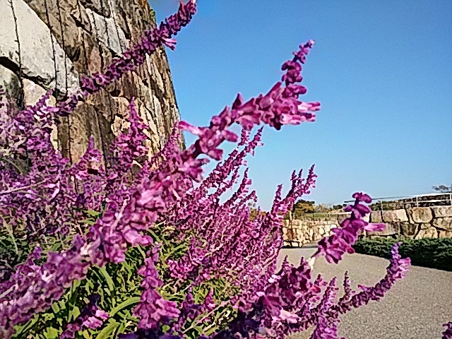 アメジストセージの花…2017/11/1_f0231709_14365439.jpg