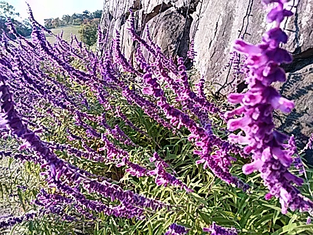 アメジストセージの花…2017/11/1_f0231709_14380504.jpg