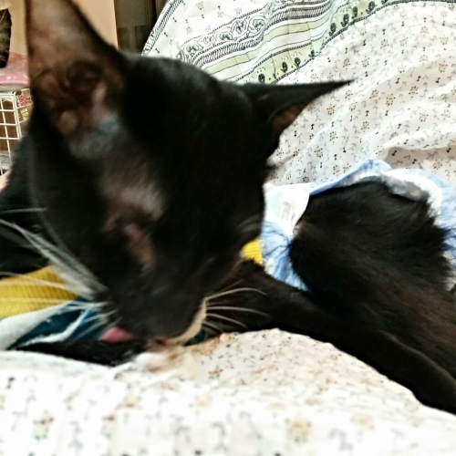 e0144012_16372629.jpeg