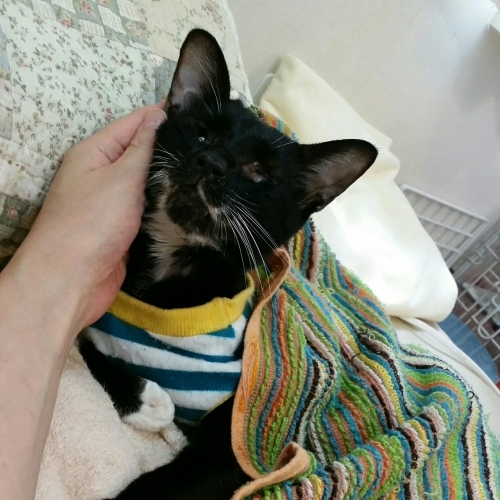 e0144012_16504841.jpeg