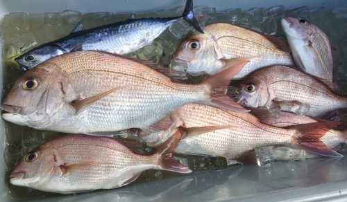 連休の釣果!_a0132631_19120263.jpeg