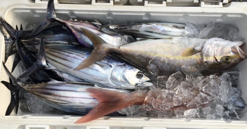 連休の釣果!_a0132631_19261471.jpeg