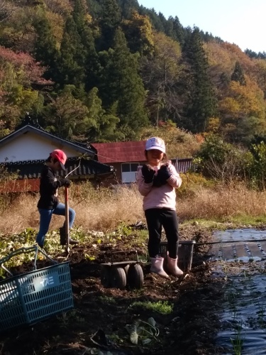 比和八幡神社の秋祭りとさつま芋掘り。_c0300035_14292739.jpg