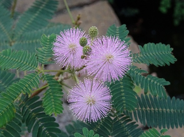 宇治植物園 温室の花と長居植物園 バラ展 彩の気まぐれ写真