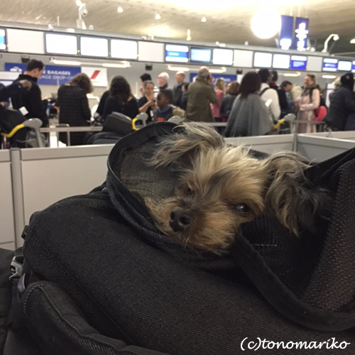 バブーとプチモンスター君の空の旅_c0024345_01555036.jpg