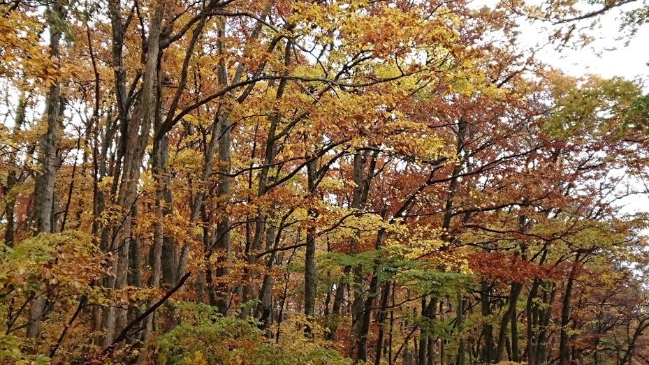 大雨の大山へ紅葉見物_e0345848_19473166.jpg