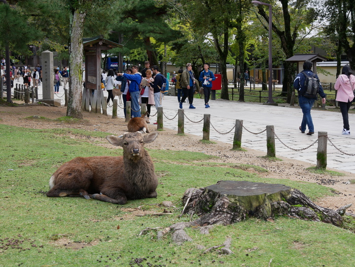 　　猿沢の池_b0093754_176472.jpg