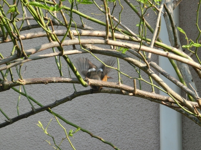 c0328559_16330714.jpg