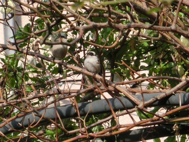 c0328559_16373341.jpg