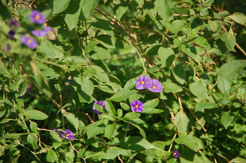 c0108460_18344797.jpg