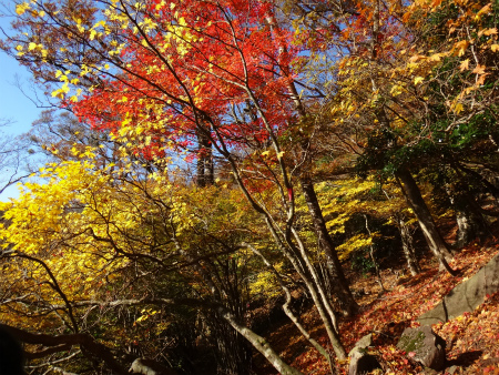 裏英彦道の紅葉（福岡県添田町）_d0182075_06331317.jpg