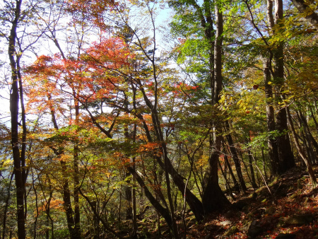 裏英彦道の紅葉（福岡県添田町）_d0182075_06335964.jpg