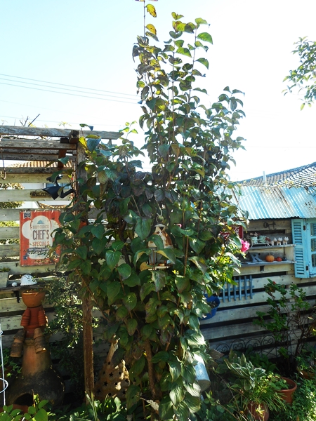 ｻﾝｼｭﾕの剪定とその他諸々 路地裏の 小さな庭と雑貨屋