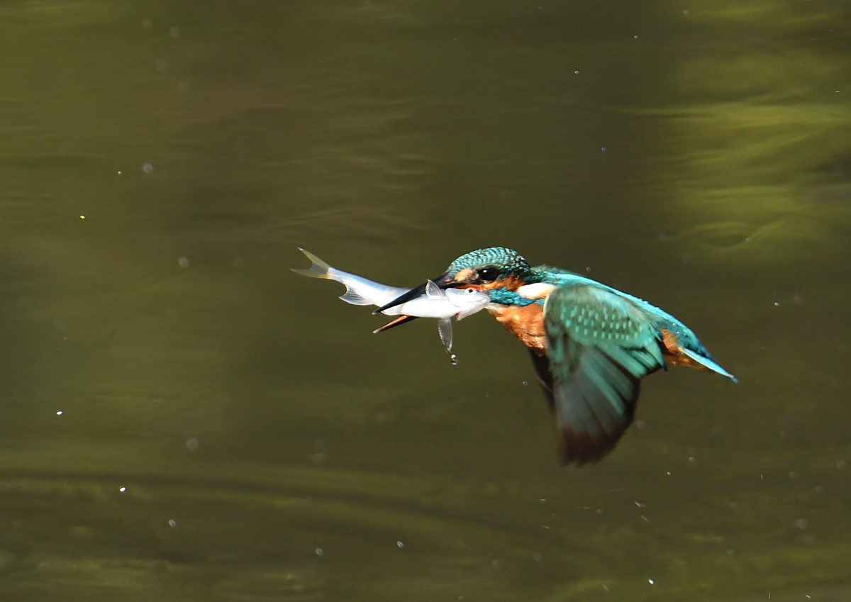 いつもの公園へ_f0307684_16442607.jpg