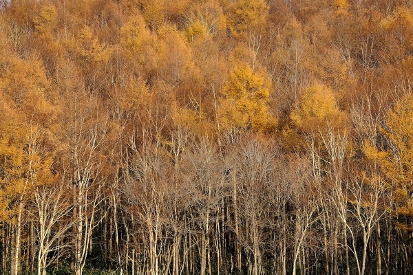 e0051186_20482035.jpg