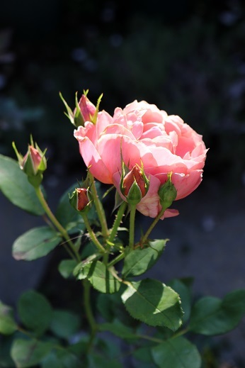 d0099791_17215967.jpg