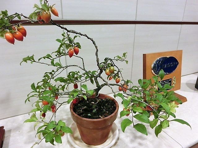 d0181492_00324696.jpg