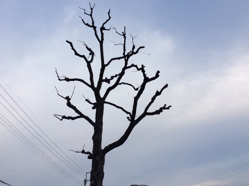 b0220002_21225951.jpeg