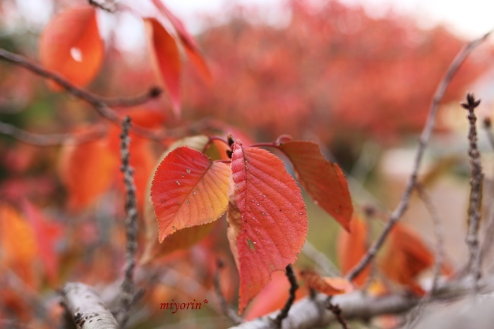 春待ちコンテナその１完成(*^^)v　と　タウン内の紅葉♪_a0123003_20261326.jpg