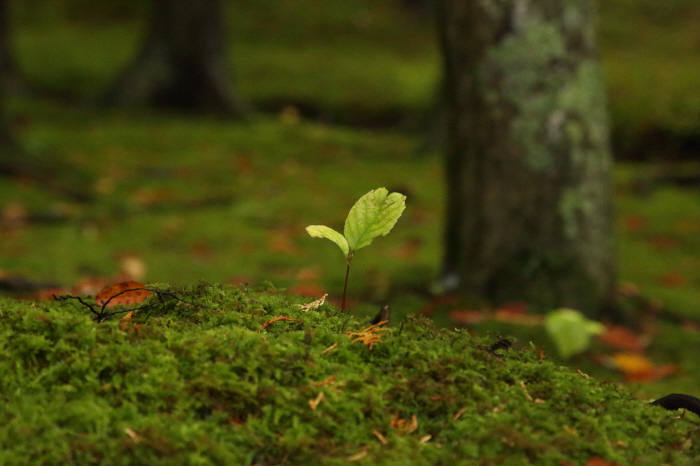 落ち葉の苔庭　_a0357206_22114672.jpg