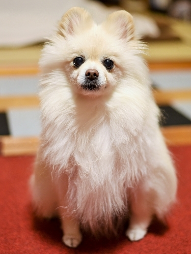 不信の眼差しが突き刺さる_d0360206_23482442.jpg