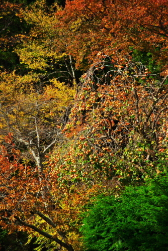 a0263109_19462630.jpg