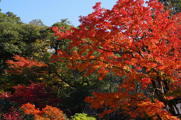 秋の那谷寺を歩く_a0314113_22145156.jpg