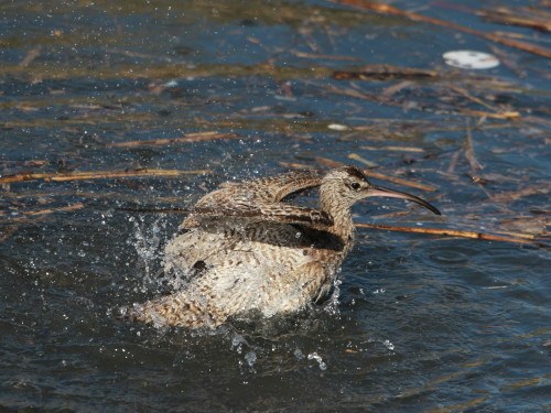 水浴びするチュウシャクシギ　　ＨＴＳ　_d0346713_20381805.jpg