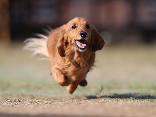 2017.秋　カサデペロさんで飛行犬撮影会_e0196319_1415918.jpg