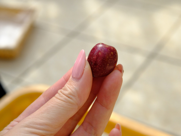 「オリーブオイルにも旬がある。小豆島・井上誠耕園のオリーブ農園」_a0000029_22063898.jpg