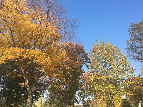 つくばの紅葉と馬目隆広さんの器_b0100229_12250228.jpg