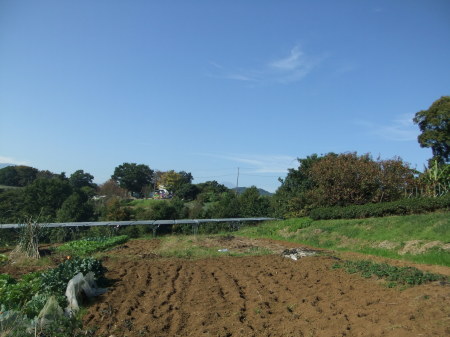 晴れたので..芋掘り_b0137932_16295404.jpg