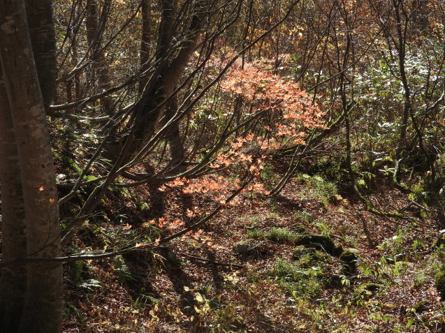 f0118332_11225989.jpg
