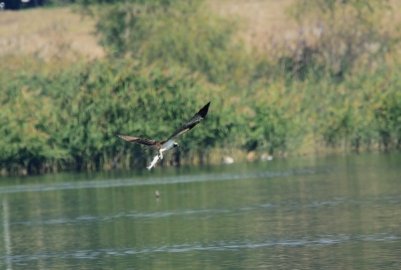 Ж　野鳥・・・・『ミサゴ』_e0364435_22082705.jpg