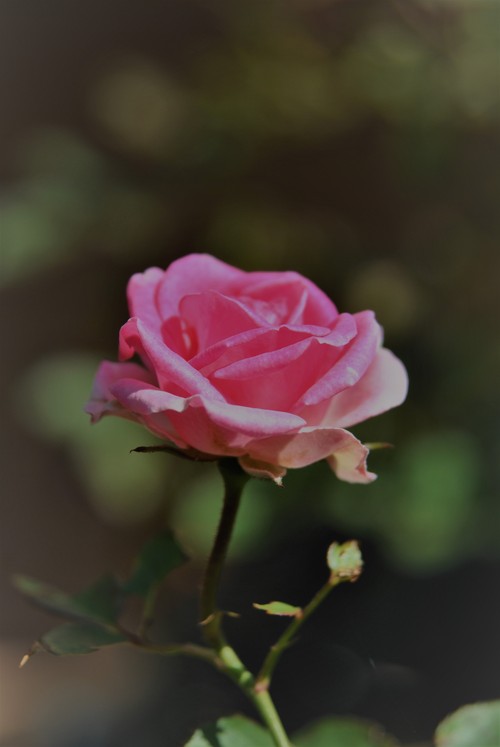 f0274138_10483876.jpg