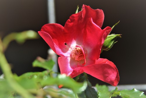 f0274138_10484750.jpg