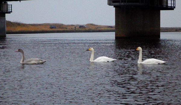 f0055244_1245278.jpg