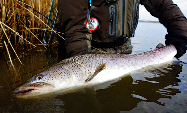 久々のteal北海道イトウ釣りツアーでした Fly Fishing Total Support Teal 久々のteal北海道イトウ釣りツアーでした Fly Fishing Total Support Teal