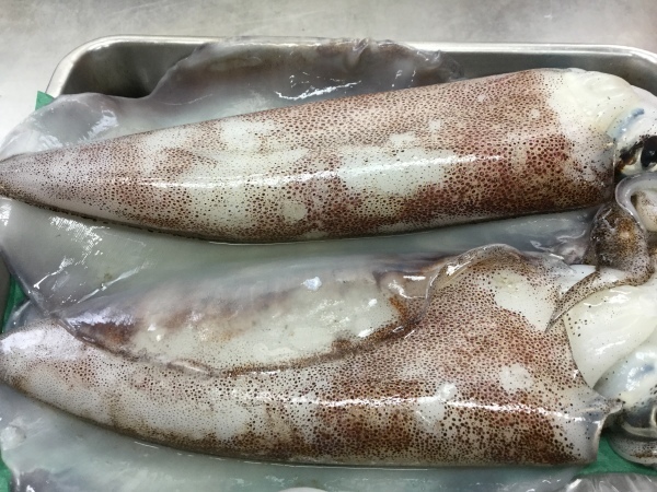 秋 冬にかけ 旨味を増す 水イカが 入荷して来ています 鹿児島市の魚専門店 満田商店です