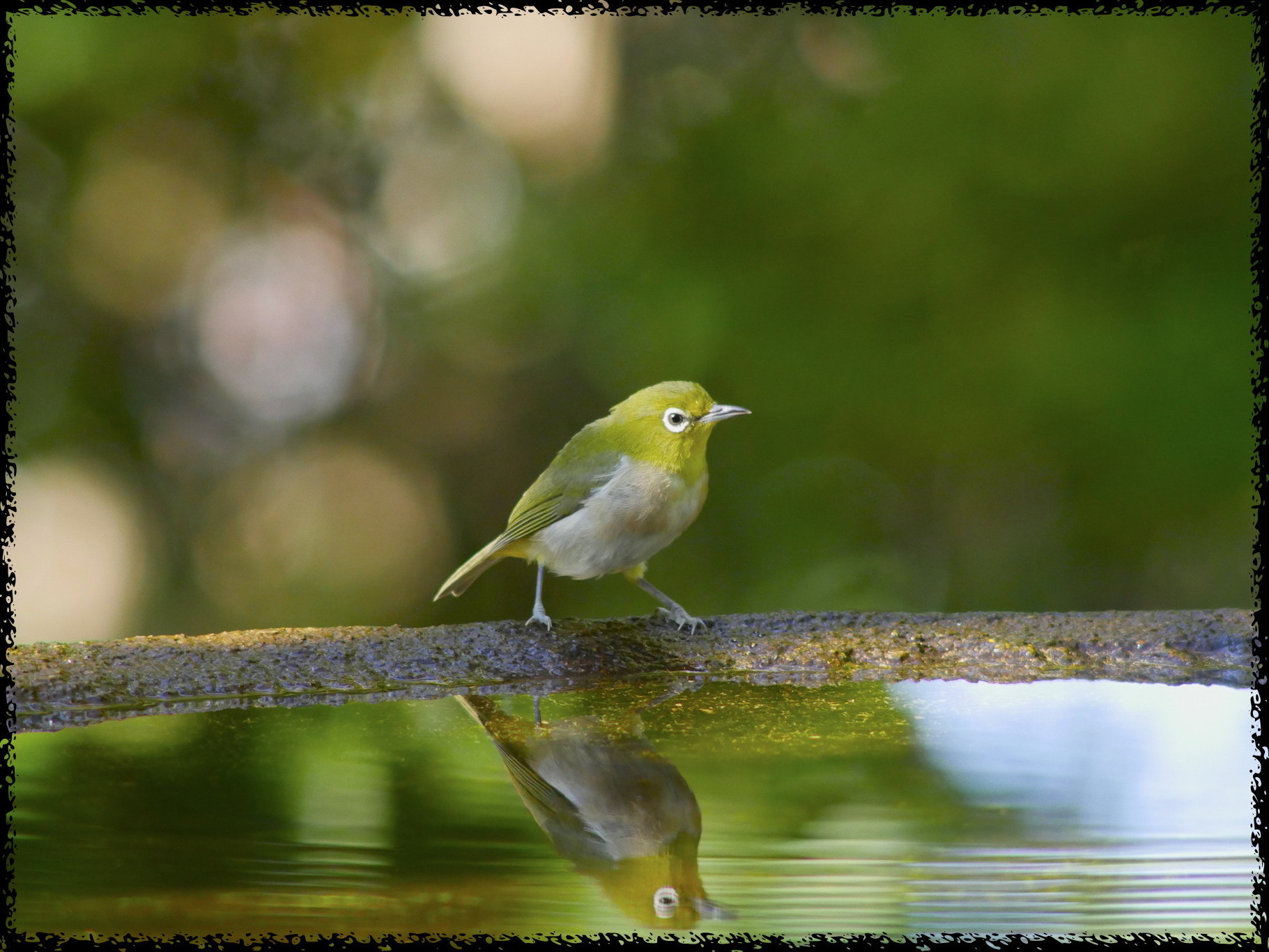 久々に出会ったような... 〜 アカハラ 〜 水場で_a0284658_17475384.jpg