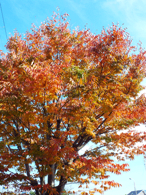 e0001558_11563009.gif