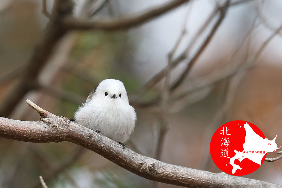 やっぱりこのポーズのシマエナガが可愛い雪見だいふく_c0347559_08471536.jpg