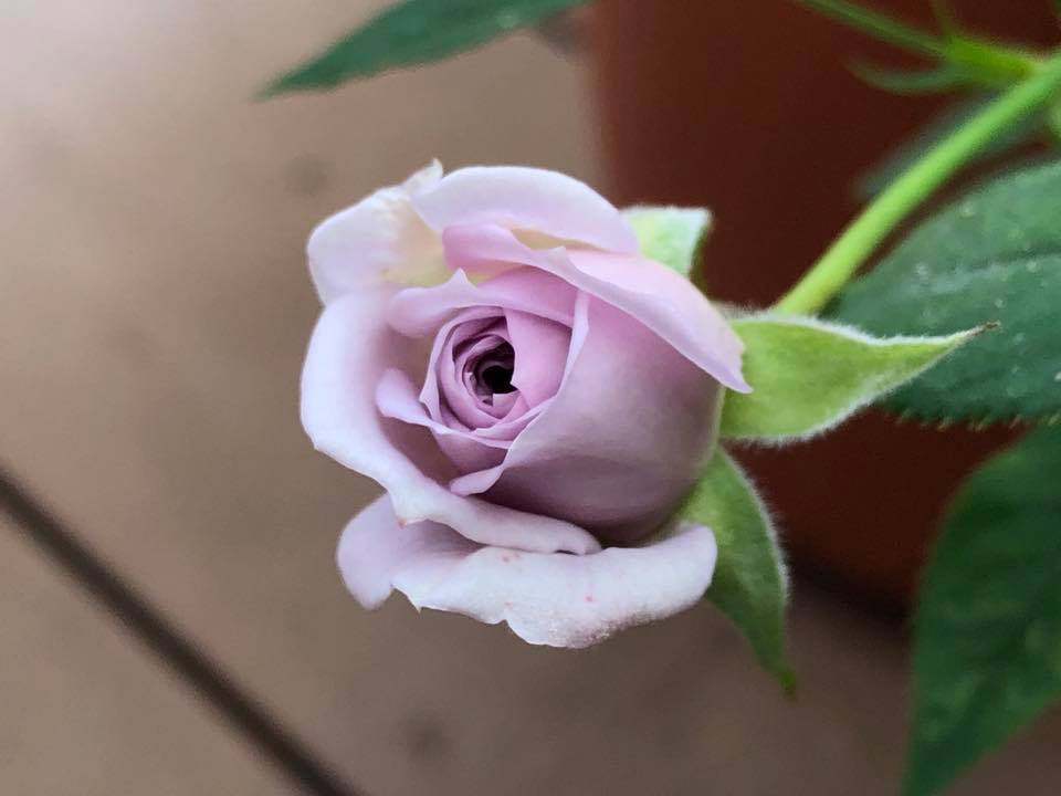 c0123363_9353211.jpg