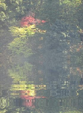 b0149071_14270512.gif