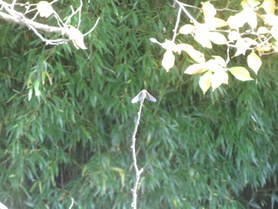 b0149071_14303609.jpg