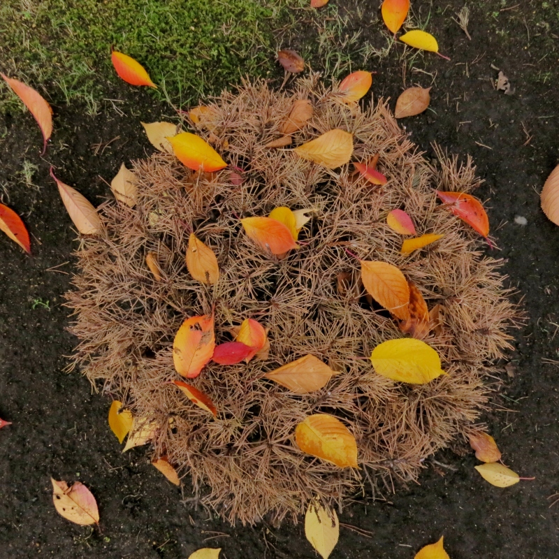 月・落ち葉座布団・北大紅葉・月　　１１０７_c0183777_1084445.jpg