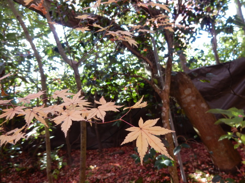 円通院 松島③_e0355177_20254449.jpg