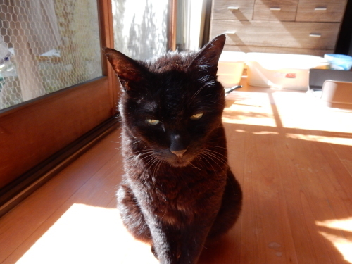 玖磨ちゃん変顔シリーズ_f0054677_08471115.jpg