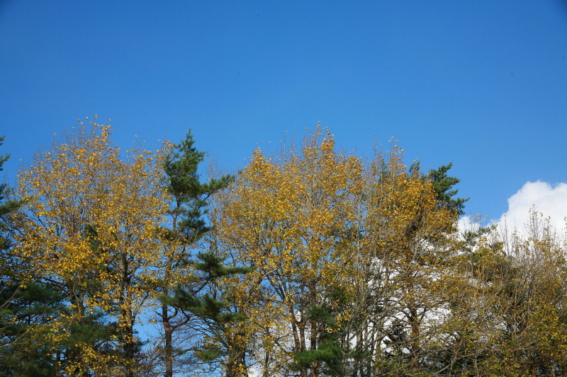 e0165983_11331071.jpg